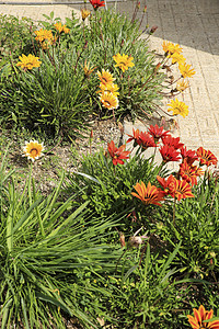 花园里多彩的加萨尼亚拉登花花花头橙子生长花瓣家庭太阳花粉原素植物群花艺图片