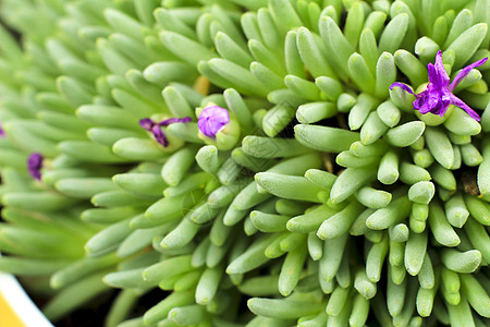 Sedum 西班牙裔植物 在花园中盛开花坛紫色绿化植物群植物学风景地毯绿色植物鸡肋叶子图片