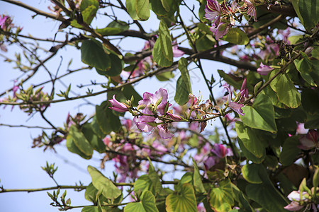 在阿利坎特的美丽的Bauhinia普尔普里亚树叶子宏观季节食物异国场地玫瑰生长兰花植物图片