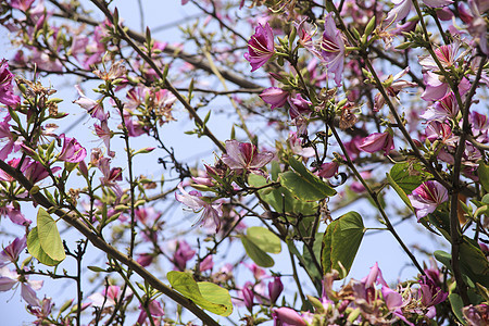 在阿利坎特的美丽的Bauhinia普尔普里亚树橡木雌蕊生长生活植物季节花瓣食物兰花情调图片