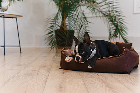 在家里躺在狗床上的法国公牛狗 快乐平静宠物狗的概念小狗地面斗牛犬休息犬类猎犬房子黑与白耳朵朋友图片