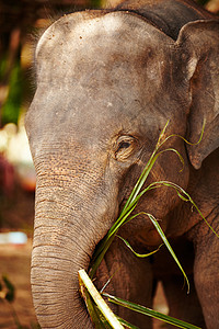 泰国大象保留地的喂食时间 一只吃叶子的年轻大象图片