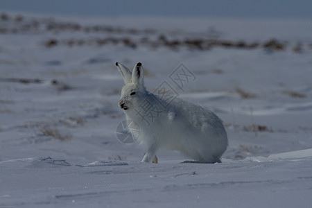 北极野兔坐在雪中 准备跳跃天兔苔原生态兔子动物群动物北极熊野生动物耳朵荒野图片