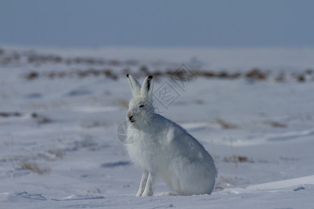 北极野兔莱普斯北极圈 坐在雪上脱下冬大衣荒野耳朵兔子天兔野生动物野兔动物外套北极熊动物群图片