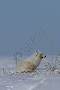 北极狐 坐在雪中看着苔原犬类荒野兔兔食肉耳朵野生动物毛皮旅行地区哺乳动物图片