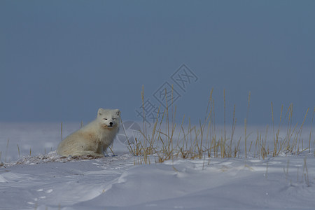 北极狐 坐在雪中看着苔原旅行狐狸动物毛皮食肉野生动物犬类荒野地区哺乳动物图片