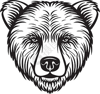 熊头徽章哺乳动物野生动物运动动物园动物毛皮熊头捕食者插图图片