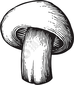 香农蘑菇剪贴簿美食菌类草图装饰品营养烹饪木刻乡愁蚀刻图片
