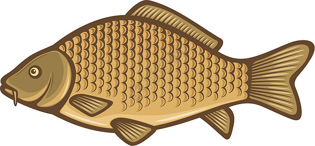 鱼虾鱼鳟鱼曲线插图鲤鱼海洋卡通片池塘低音动物力量图片