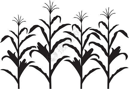 玉米尾爆米花秸秆生态收成植物叶子核心场地农场蔬菜图片