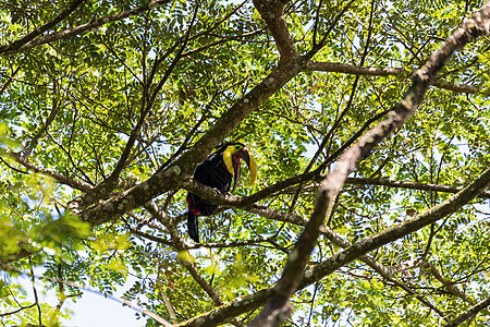 扬法斯托斯安比古斯尾巴荒野情调森林丛林休息热带雨林栖息账单摄影图片