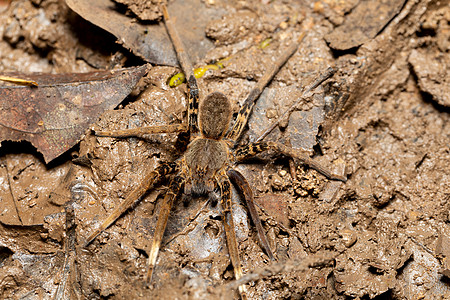 哥斯达黎加捕蜘蛛 的女性图片