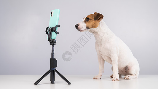 狗在智能手机上直播互联网学生朋友网络小猎犬快乐居住日志相机动物图片