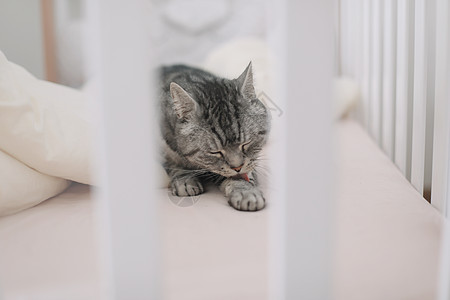 睡在床上的苏格兰直短发猫 宠物 早上 舒适 休息的概念猫眼时间哺乳动物床单就寝房间短发毯子大花猫猫科动物图片