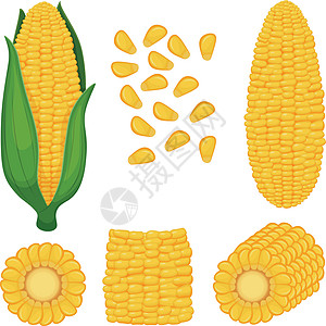 玉米 一组带有带叶 无叶 玉米片和玉米种子的完整玉米图像 白色背景上的矢量图插画