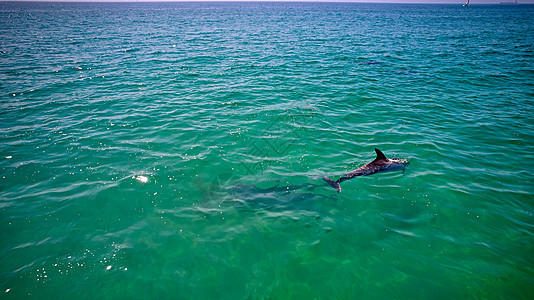 神奇海豚在海里游泳 总计划旅游想像力潜水幸福哺乳动物假期海岸野生动物旅行气候图片
