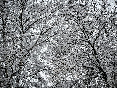 雪覆盖的树枝 美丽的冬季风景和雪覆盖的树木 白天亮森林踪迹蓝色季节冻结水晶雪树晴天衬套阳光图片