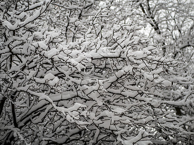 雪覆盖的树枝 美丽的冬季风景和雪覆盖的树木 白天亮季节天空分支机构森林阳光踪迹水晶植物景观晴天图片