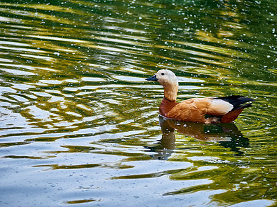 野鸭在夏日公园的清湖水中游泳水鸟野生动物观鸟移民池塘公园鸟类蓝色水禽羽毛图片