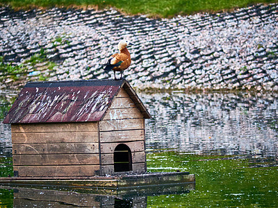 一个美丽的鸟屋漂浮在公园的城市池塘中 坐在海鸥的房子上 鸭子坐在门口 罕见的镜头 总体规划蓝色羽毛翅膀荒野鸽子旅行海浪街道食物旅图片