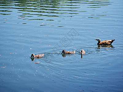 秋天河上一群野鸭子 总计划公园羽毛蓝色鸟类动物反射家庭季节环境水禽图片