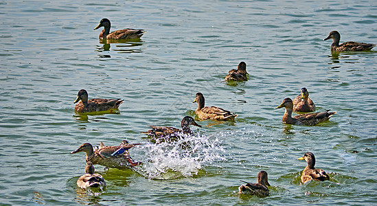秋天河上一群野鸭子 总计划动物水鸟水禽羽毛环境家庭野生动物公园季节团体图片