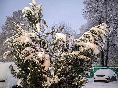 雪覆盖的树枝 美丽的冬季风景和雪覆盖的树木 白天亮分支机构晴天寒意天空阳光雪树水晶蓝色天气衬套背景图片