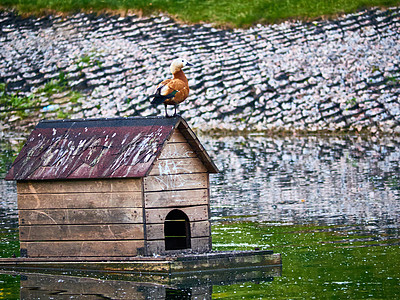 一个美丽的鸟屋漂浮在公园的城市池塘中 坐在海鸥的房子上 鸭子坐在门口 罕见的镜头 总体规划荒野旅行蓝色街道旅游反射文化水禽天鹅鸟图片