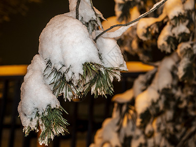 雪覆盖的树枝 美丽的冬季风景和雪覆盖的树木 晚间照片阳光季节冻结衬套童话雪树晴天降雪分支机构天空图片