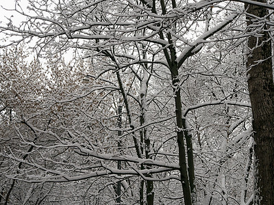 雪覆盖的树枝 美丽的冬季风景和雪覆盖的树木 白天亮寒意水晶旅行天气景观天空踪迹阳光雪树晴天背景图片