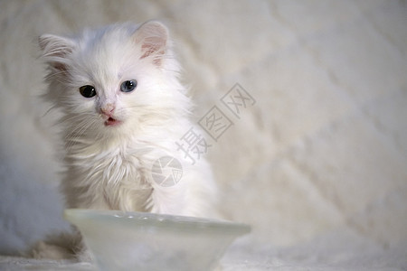 白色背景的白小猫饥饿虎斑眼睛食物工作室盘子蓝色金属猫科毛皮图片