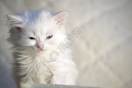 白色背景的白小猫虎斑食物工作室手表动物盘子牛奶猫科毛皮金属图片