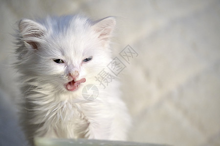 白色背景的白小猫动物虎斑食物工作室眼睛蓝色牛奶猫科盘子饥饿图片