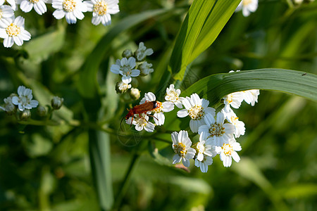 棕色甲虫在阳光明媚的白天爬过白花图片
