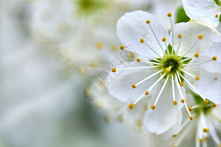 苹果小花紧闭的鲜花模糊地底颜色图片