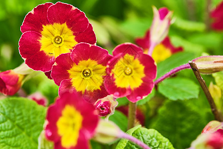 紫色花束的普里穆拉闪光 颜色植物公园季节生长花园植物学礼物植物群花朵花瓣图片