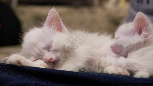英国小猫稀有的颜色Lilac和小狗dachshund猫科动物犬类朋友们哺乳动物说谎宠物毛皮休息睡眠童年图片
