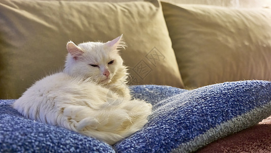 白猫睡在枕头色上动物家具广告猫咪公寓毛皮哺乳动物睡眠晶须说谎图片