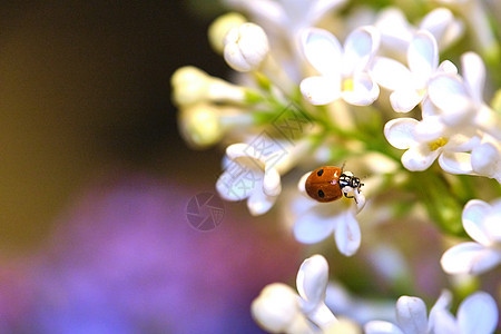 坐在一朵美丽的花上 低光背景 淑女牛 小草鸟 蜜蜂 母牛的颜色紫色动物甲虫植物群漏洞花园摄影叶子微距昆虫图片