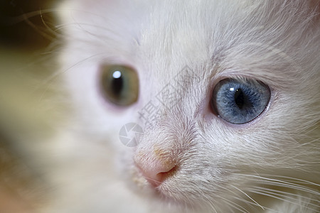 白小白猫 有异地血清近身 颜色 金色背景图片