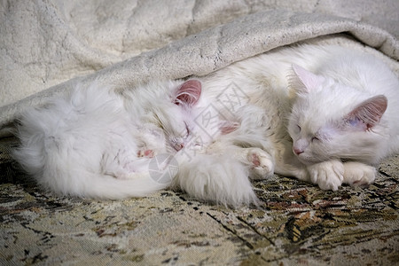 两只白猫的睡衣 近身颜色低光图片