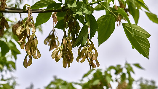 枫树冬青或枫树梧桐或枫树属枫树颜色植物翅膀钥匙公园植物学植物群花园种子树枝叶子图片