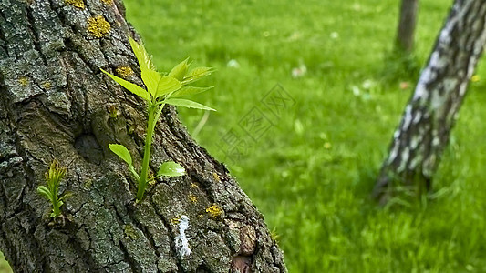 树叶从花冠树的树丛中长出 颜色树干植物学森林叶子环境植物树枝荒野发芽生活图片