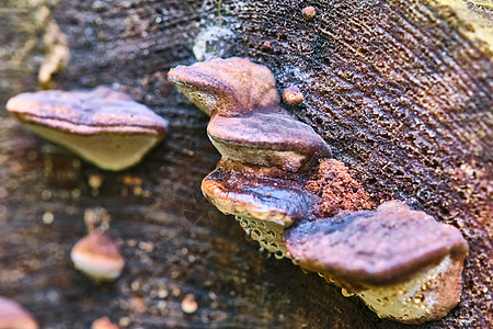 树干上黄秋叶树底的树枝上的切加蘑菇蛋白质 特写 Bokeh背景颜色团体蘑菇药品植物寄生虫生长苔藓宏观寄生季节图片