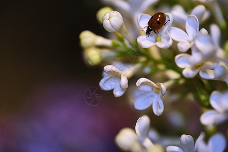 坐在一朵美丽的花上 低光背景 淑女牛 小草鸟 蜜蜂 母牛的颜色微距叶子宏观植物群漏洞昆虫蓝色环境动物花瓣图片