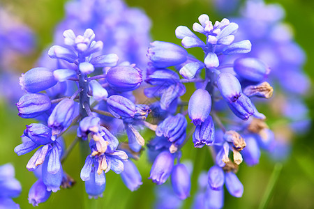 紫色花朵的淡紫草丛 漂亮 香草 颜色场地园艺蓝色阳光草本植物芳香农业疗法薰衣草紫色图片
