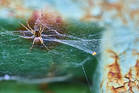 蜘蛛坐在网络宏观总计划颜色上图片