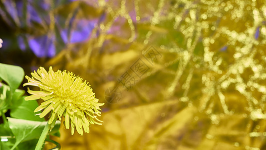 dandelion 特写宏彩色温暖背景图片