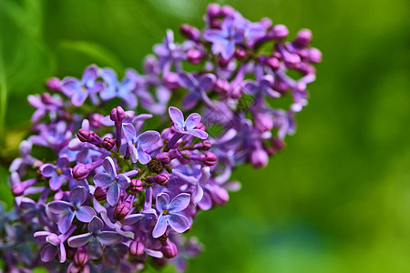春季在树枝上的紫色花朵 背景模糊 颜色花瓣花园植物群墙纸季节园艺植物学宏观植物叶子图片