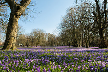 德国石勒苏益格荷尔斯泰因州Husum城堡公园的克罗克斯花朵草地紫色花园花瓣植物学乡村风景植物城堡公园图片